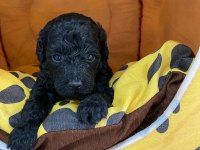 Toy poodle yavrum