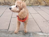ERKEK POODLE 10 NİSAN DOĞUMLU