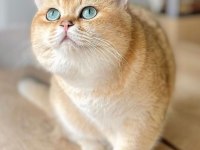 British shorthair yavruları