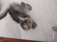 British longhair yavrular