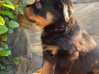 A kalite rottweiler yavruları