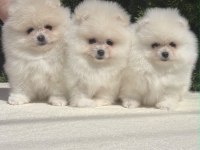 Ankaranın en seçkin teddy face pomeranian ları