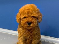 Sevimli Toy Poodle Yavrularımız