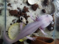 Aksolotl sürüngen