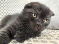 Sıfır kulak scottish fold