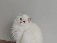 British longhair kızımıza yeni aile arıyoruz