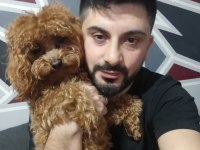 Toy poodle orjinal