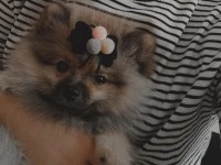 Pomeranian boo