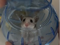 3 Aylık Suriye Hamster Sahiplendirme