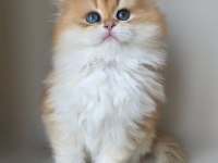Asilzade Golden British Longhair