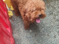 Toy poodle damızlık dişiler