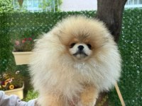 Pomeranian boo yavrumuz