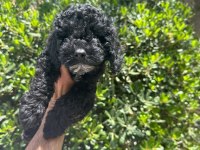 Çok Sevimli ve Oyuncu Siyah Toy Poodle Yavrularımız