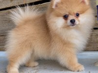Orijinal Pomeranian Boo Dişi Yavru