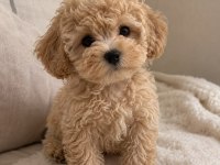 Poodle kalitesinde teacup maltipo