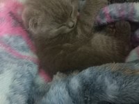20 Nisan doğumlu eskişehir scottish fold