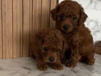 Toy Poodle Köpeği