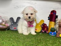 MALTESE TERRİER YAVRULARI