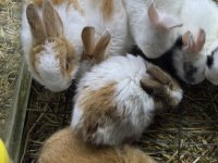 CÜCE NETHERLAND DWARF TAVŞAN