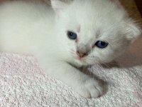 Erkek British Shorthair