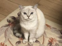 1 yaşında dişi british shorthair kızımız