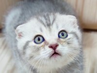 Topaç Oğlan Scottish Fold Silver