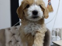 Sevimli maltipoo bebekler
