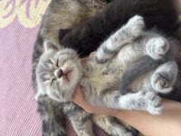 Dişi Scottish Fold x American Shorthair Melezi Yavru