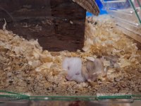 Ele Alışık Sağlıklı Gonzales Hamster Yavruları