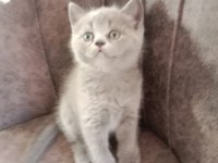 Birbirinden tatlış british shorthair bebekler