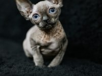 Erkek yavru sphynx kedimiz