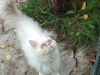OYUN DELİSİ ERKEK İRAN KEDİSİ
