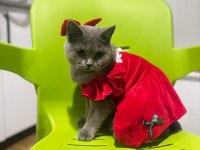 Acil Karneli British Shorthair