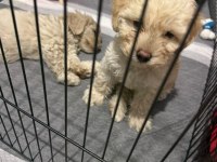 Maltipoo Kalite Yavrular Irk Sağlık Garantili
