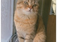 Isparta Şarkikaarağaç British Shorthair Golden Tabby