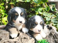 MUHTEŞEM BERNESE BEBEKLER