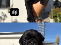 orijinal gül kuyruk nadir bulunan siyah renkte pug yavrular