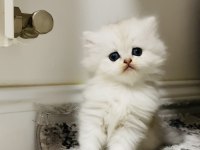 Fazlasıyla aşk içeren bir erkek bebek kedimiz