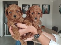 Birbirinden Güzel Toy Poodle Bebeklerimiz