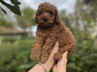 Toy Poodle bebekler