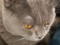 8 aylık british shorthair oğlumuzu sahiplendiriyoruz