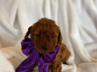 Irk ve sağlık garantili kore poodle bebekleri