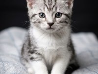 Safkan British Shorthair (Silver & White) Bebekler