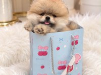 Sağlık Ve Irk Garantili Pomeranian Boo