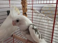 Wf sultan papağanı 2 aylık