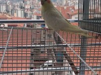 Lutino kırmızı göz sultan papağanı