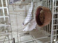 Damızlık 6-7 aylık Albino ve lutino dişi sultan papağanı