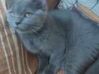 Ücretsiz 4 Aylık British Shorthair