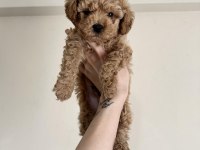 0 NUMARA RED BROWN AŞILI MALTİPOO YAVRULAR