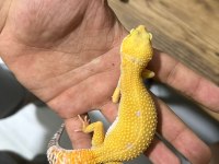 11 aylık dişi leopard gecko Tramper Sunglow